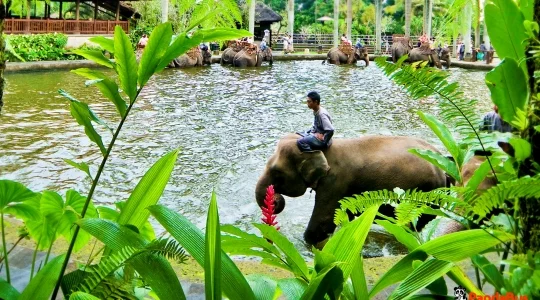 エレファントライド_06